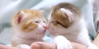 仲良くじゃれ合う子猫達