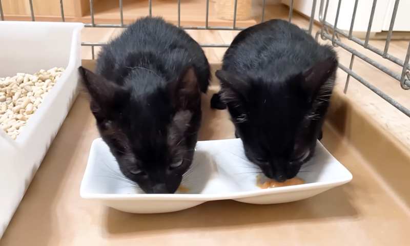 ちゅ〜るのとりこになった子猫達