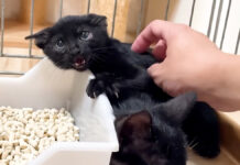 まだ警戒心が強い保護子猫