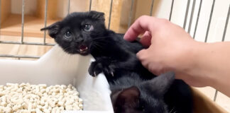 まだ警戒心が強い保護子猫