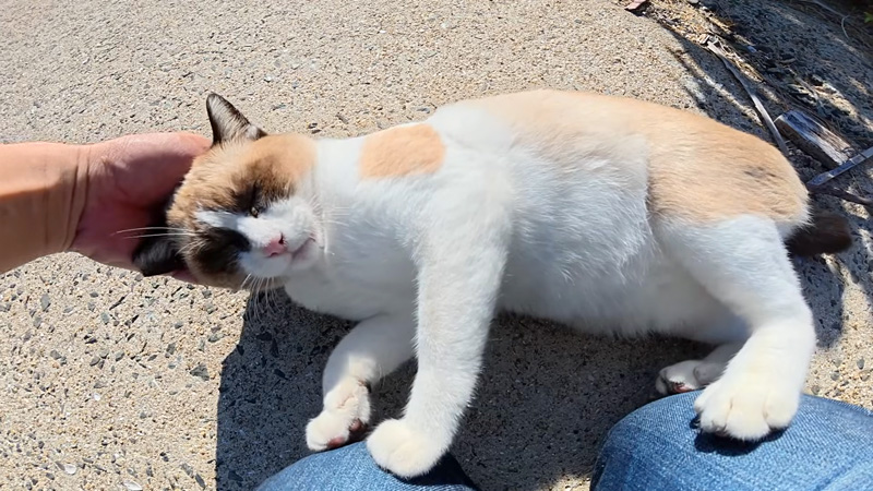 撫でられる猫