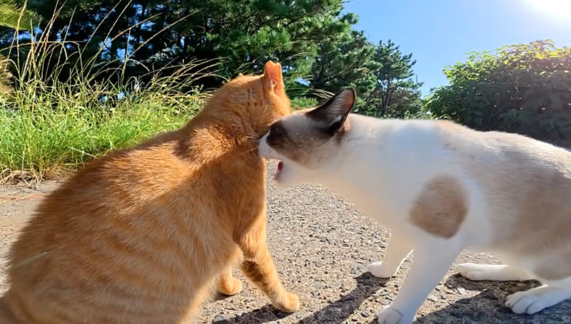 ケンカする猫達