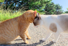 ケンカする猫達