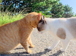 ケンカする猫達