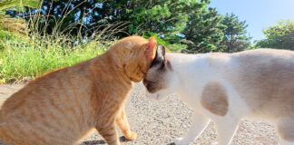ケンカする猫達