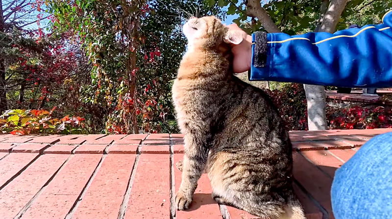 公園で出会った猫