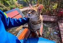 ベンチに座って撫でられる猫