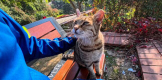 ベンチに座って撫でられる猫