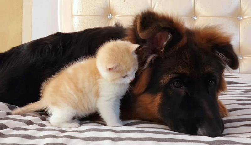 ジャーマンシェパードに恋しちゃった子猫
