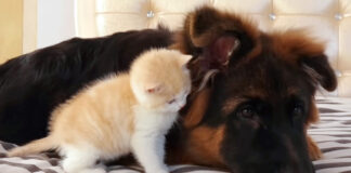 ジャーマンシェパードに恋しちゃった子猫