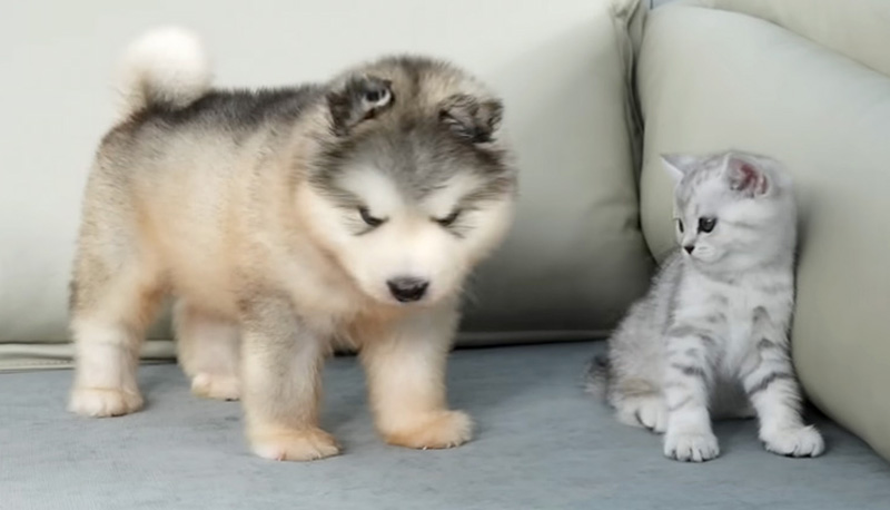 アラスカンマラミュートに出会った子猫