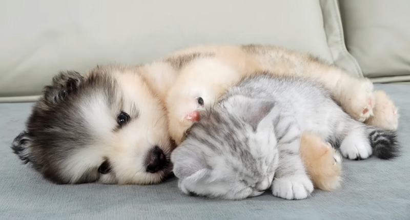 アラスカンマラミュートと仲良くなった子猫