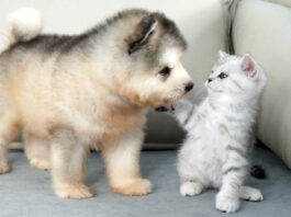 アラスカンマラミュートと出会った子猫