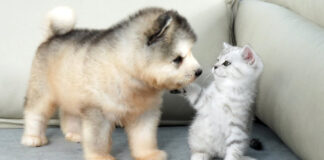 アラスカンマラミュートと出会った子猫