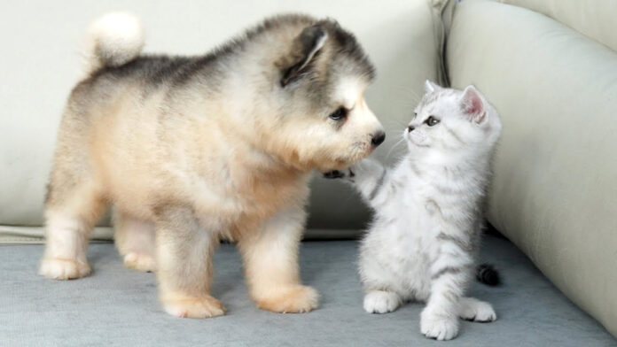 アラスカンマラミュートと出会った子猫