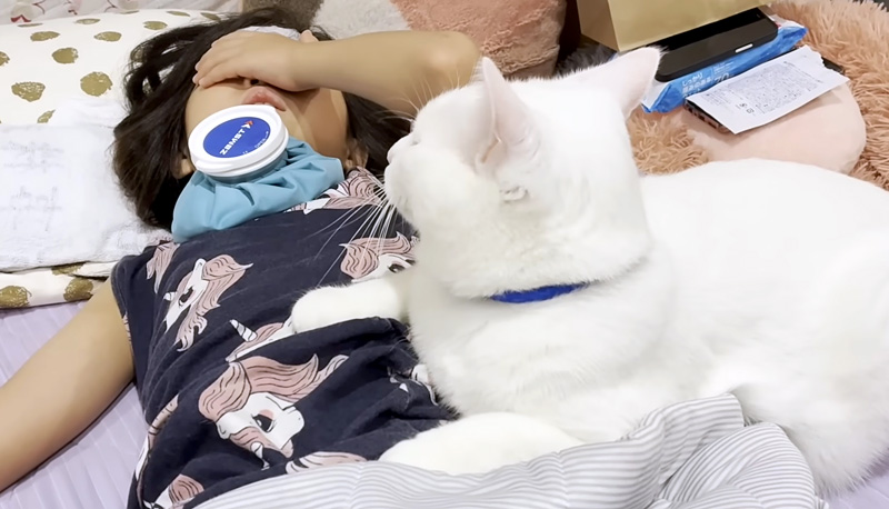 熱を出したお姉ちゃんを心配する猫