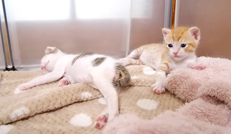 のんびり過ごす子猫達
