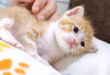 膝から転がり落ちそうになる子猫