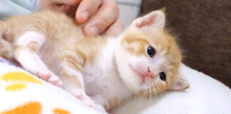 膝から転がり落ちそうになる子猫