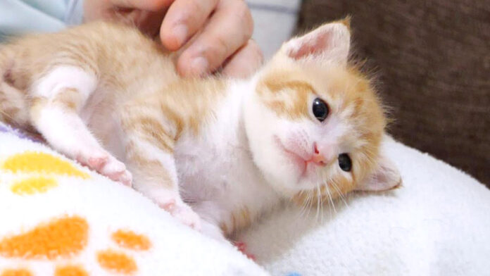 膝から転がり落ちそうになる子猫