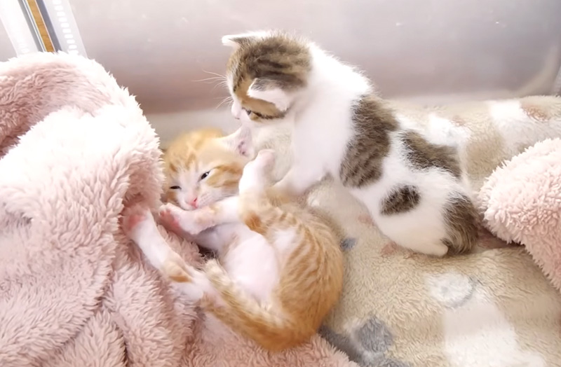 弟に突撃される姉猫