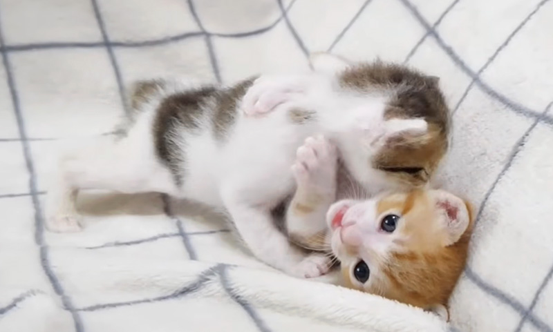 プロレスごっこする子猫達