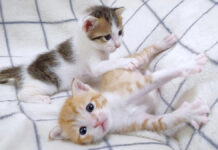 弟から逃げ出す姉猫