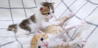 弟から逃げ出す姉猫