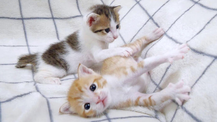 弟から逃げ出す姉猫