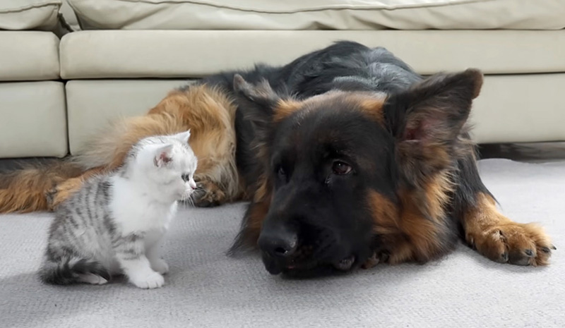 ジャーマンシェパードと子猫