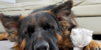 ジャーマンシェパードが大好きになった子猫