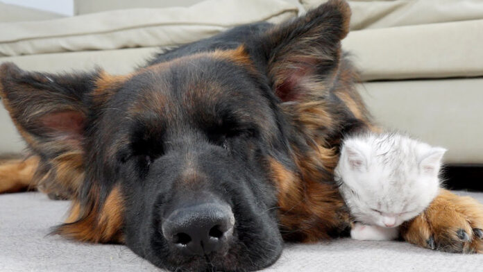 ジャーマンシェパードが大好きになった子猫