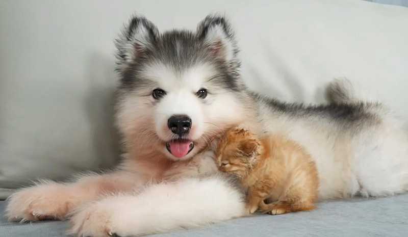 子犬にピッタリくっつく子猫