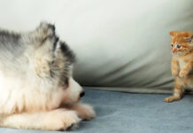 アラスカンマラミュートの子犬を怖がっていた子猫。大好きになるまでの様子にホッコリ♡ 子犬を怖がっていた子猫