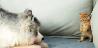 子犬を怖がっていた子猫