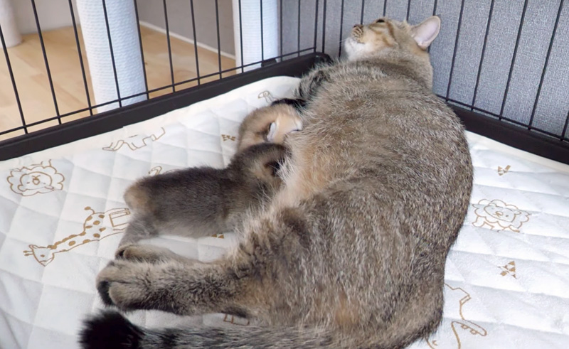 母猫のミルクを飲む子猫達