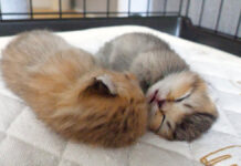 口を開けて眠る子猫