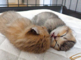 口を開けて眠る子猫