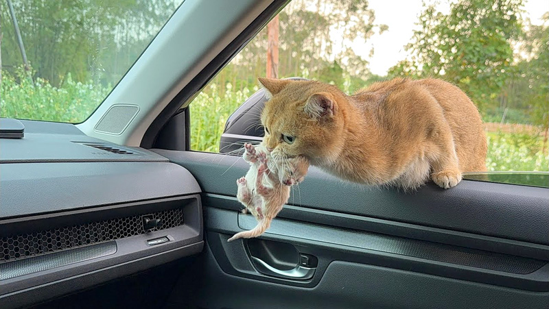 子猫を車の中に連れて来た猫