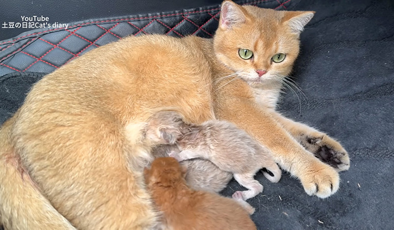 子猫達を育てる母猫
