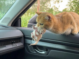 子猫を咥えて車に飛び乗ってきた母猫