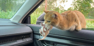 子猫を咥えて車に飛び乗ってきた母猫