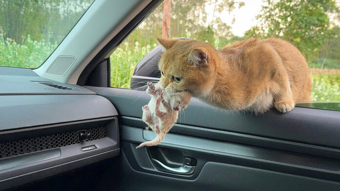 子猫を咥えて車に飛び乗ってきた母猫