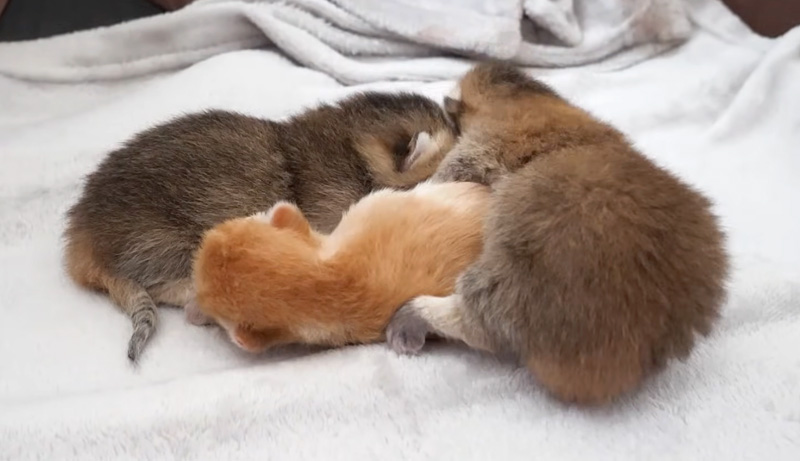 団子状態の子猫達