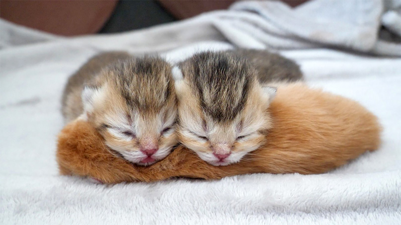 兄弟を枕にして眠る子猫達