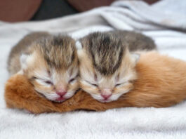 兄弟を枕にして眠る子猫達