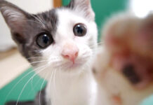 無邪気に遊ぶ子猫