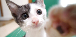 無邪気に遊ぶ子猫