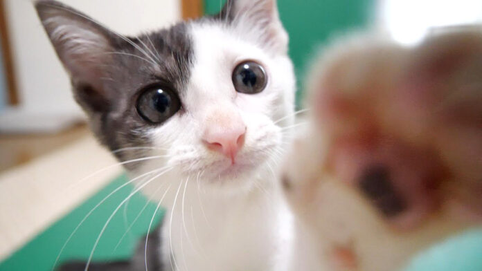 無邪気に遊ぶ子猫