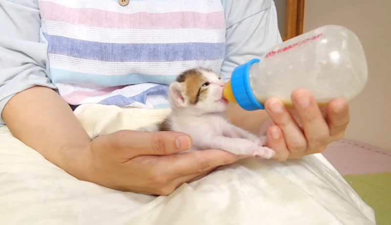 ミルクを飲む子猫